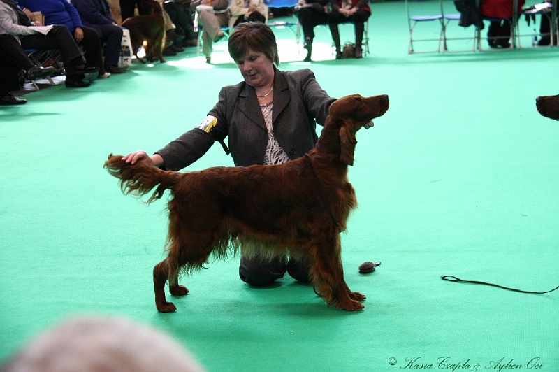 Crufts2011 642.jpg